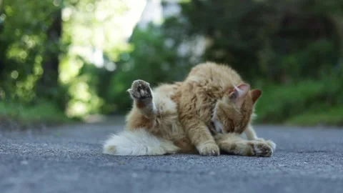 Ginger cat grooming itself outdoors on a paved surface with blurred greenery Stock Footage 337127321