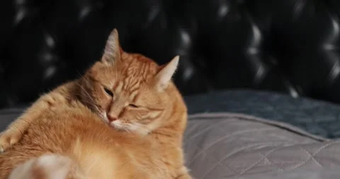 Ginger cat grooming itself on a quilted bed with a dark tufted headboard Stock Footage 339067034