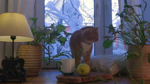 Ginger cat grooming by window in cozy winter home, snow outside Stock Footage 328104246
