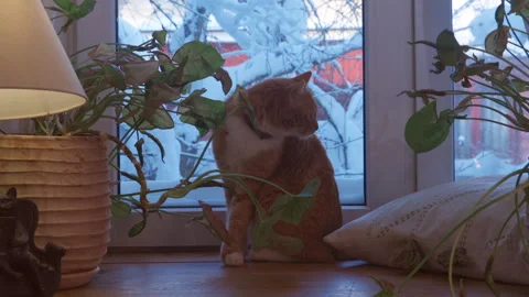 Ginger cat grooming by window in cozy winter home, snow outside Stock Footage 328104700