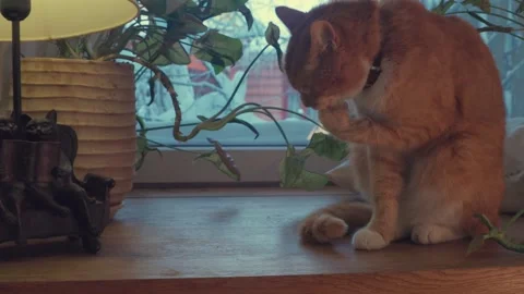 Ginger cat grooming by window in cozy winter home, snow outside Stock Footage 328107127