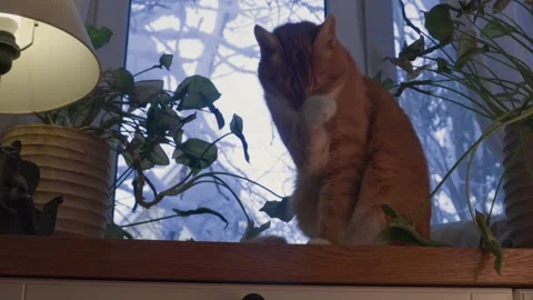Ginger cat grooming by window in cozy winter home, snow outside Stock Footage 328107135