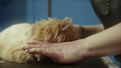 Ginger cat having its fur trimmed Stock Footage 320466416