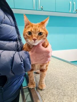 A ginger cat is held in the arms of its owner in a veterinary clinic Stock Photos