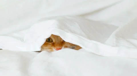 Ginger cat hides in bed under a white blanket. Fluffy pet is going to play. Vidéo 61123009