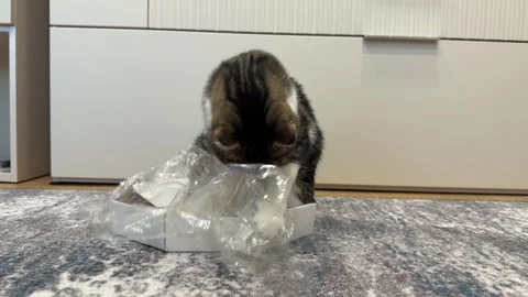 Ginger cat hiding and playing inside a brown cardboard box Vídeo Stock 331568028