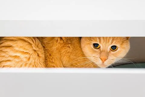 Ginger cat hiding in kitchen cabinet drawer. Stock Photos