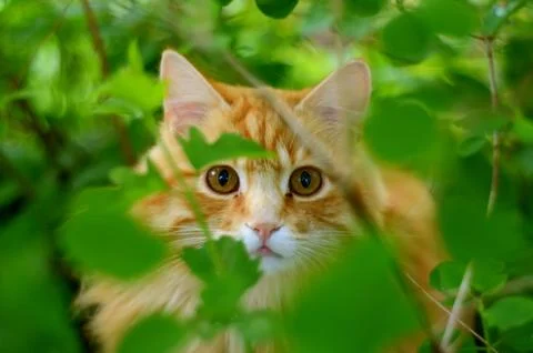 Ginger cat hiding Stock Photos