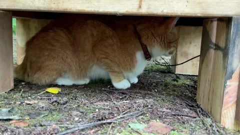 Ginger Cat Hiding Under Wooden Outdoor Structure Video stock 342646892