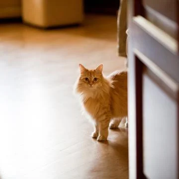 Ginger cat at home Stock Photos