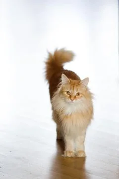 Ginger cat at home Stock Photos