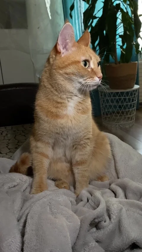 Ginger cat at home sitting on a blanket, an authentic moment in the room with Stock Footage 256069370