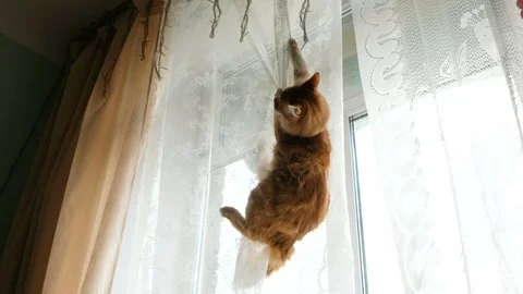 Ginger cat hung on the curtains and falls down Stock Footage 107884378