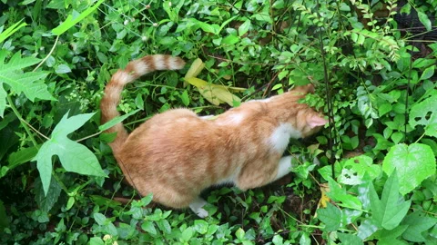 Ginger cat hunting inside grass and eats prey Stock Footage 310655018