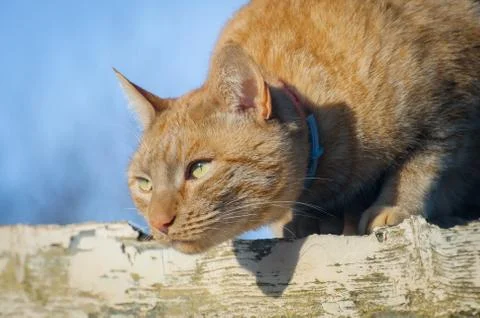 Ginger cat hunting Stock Photos