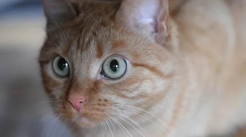 Ginger cat hunts down prey and then runs away 動画素材 62079526