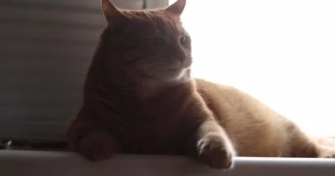 Ginger cat interacting with a human hand near a window Stock Footage 339069080