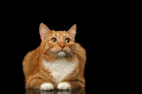 Ginger cat on isolated black background Stock Photos