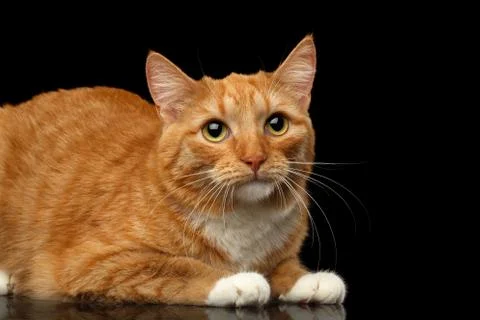 Ginger cat on isolated black background Stock Photos