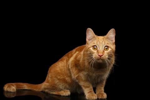 Ginger cat on Isolated Black background Stock Photos