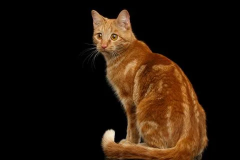 Ginger cat on Isolated Black background Stock Photos