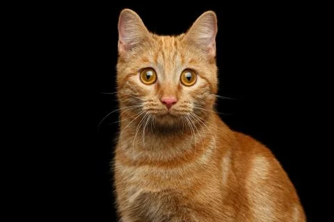 Ginger cat on Isolated Black background Stock Photos