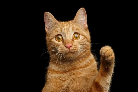 Ginger cat on Isolated Black background Stock Photos