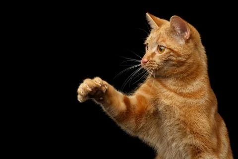 Ginger cat on Isolated Black background Stock Photos