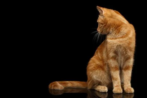 Ginger cat on Isolated Black background Stock Photos