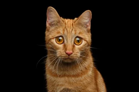 Ginger cat on Isolated Black background Stock Photos