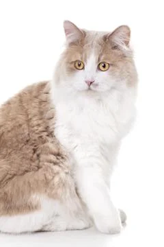 Ginger Cat isolated over white background. Animal portrait Stock Photos