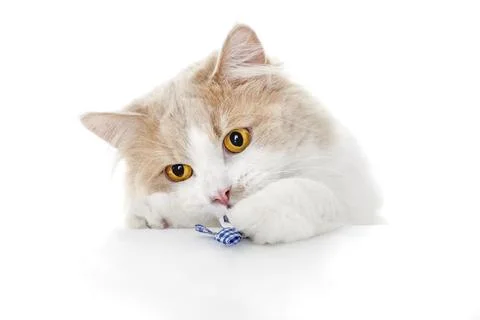 Ginger Cat isolated over white background. Animal portrait Stock Photos