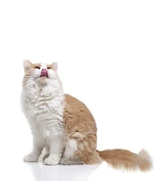 Ginger Cat isolated over white background. Animal portrait Stock Photos