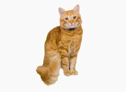 Ginger cat on isolated white background. Stock-Fotos