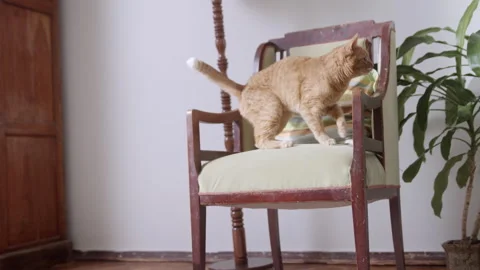 Ginger cat jumping up a chair, slow motion Stock Footage 320466935