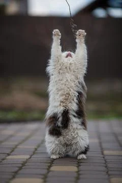 Ginger cat in jumping on green grass or dancing cat Stock Photos