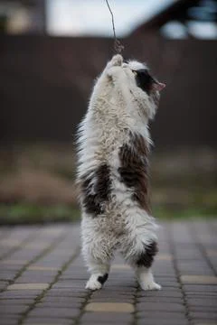 Ginger cat in jumping on green grass or dancing cat Stock Photos