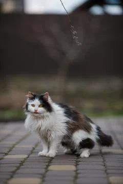 Ginger cat in jumping on green grass or dancing cat Stock Photos