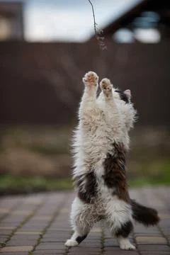 Ginger cat in jumping on green grass or dancing cat Stock Photos