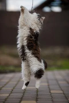 Ginger cat in jumping on green grass or dancing cat Stock Photos