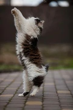Ginger cat in jumping on green grass or dancing cat Stock-Fotos