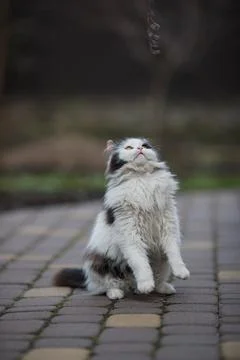 Ginger cat in jumping on green grass or dancing cat Stock Photos