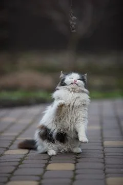 Ginger cat in jumping on green grass or dancing cat Stock Photos