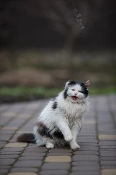 Ginger cat in jumping on green grass or dancing cat Stock Photos