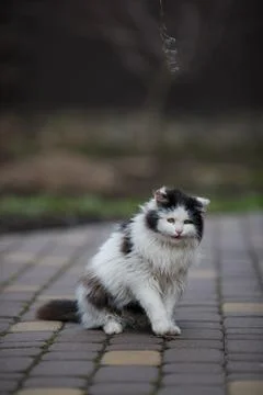 Ginger cat in jumping on green grass or dancing cat Stock Photos