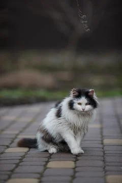 Ginger cat in jumping on green grass or dancing cat Stock Photos