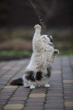 Ginger cat in jumping on green grass or dancing cat Stock-Fotos