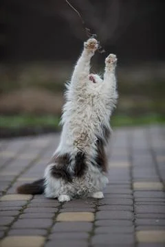 Ginger cat in jumping on green grass or dancing cat Stock-Fotos