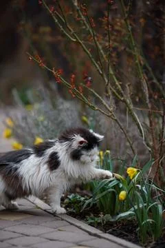 Ginger cat in jumping on green grass or dancing cat Stock-Fotos