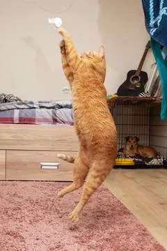Ginger cat jumping for a toy closeup Stock Photos